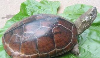 推荐饲养国产龟吗视频,视频推荐带你轻松入门