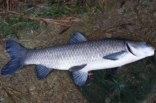 青鱼手机国产视频大全,青鱼手机视频大全深度解析