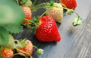 草莓色视频看国产A,国产A的惊艳魅力与独特风格