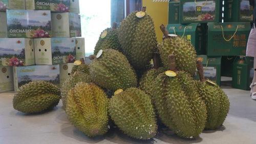 国产榴莲艰难生产视频,艰难生产背后的甜蜜坚守