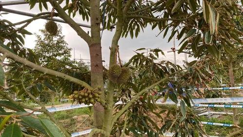 国产榴莲艰难生产视频,艰难生产背后的甜蜜坚守