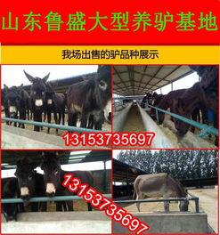 国产毛驴养殖视频大全,视频大全揭秘养殖技巧与收益