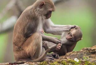 最新发布国产小猴子视频