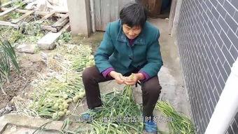 国产视频干老妇