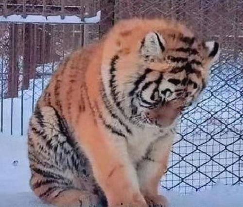 国产老虎沙雕解说动漫视频