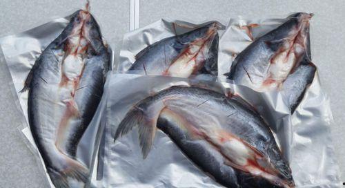 国产巴沙鱼加工视频大全,国产巴沙鱼加工视频大全深度解读