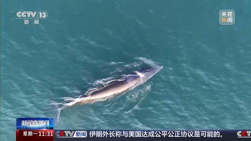 国产鲸鱼视频网站,探索海洋文化新视界