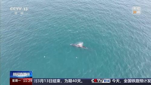 国产鲸鱼视频网站,探索海洋文化新视界  第2张