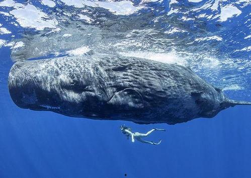 国产鲸鱼视频网站,探索海洋文化新视界  第3张