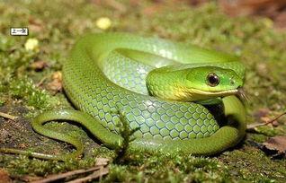 国产蛇宠物推荐一下视频,探索独特魅力，解锁养蛇新体验