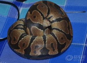 国产蛇宠物推荐一下视频,探索独特魅力，解锁养蛇新体验