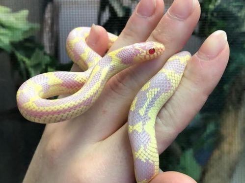 国产蛇宠物推荐一下视频,探索独特魅力，解锁养蛇新体验